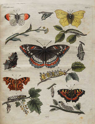 Детский музеум, или Собрание изображений животных, растений, цветов ... [В 26 ч.]. Ч. 16. СПб., 1824.